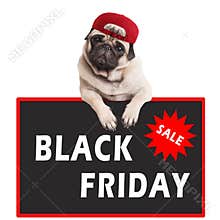 Cute pug puppy dog wearing red cap and hanging with paws on sign with text black friday, on white background
