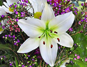 Easter Lily
