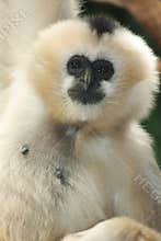 White-cheeked Gibbon