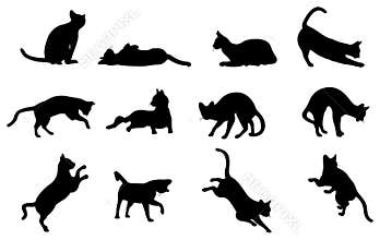 Cat silhouette