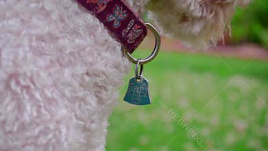 Dog collar tag. Close up of blue metal tag on dog collar. Dog with collar