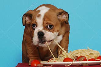 English Bulldog puppy eating spaghetti