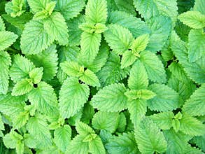 Lemon balm