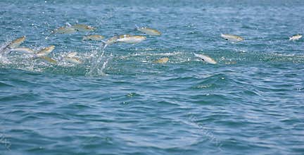 School of mullet fish jumping in the sea