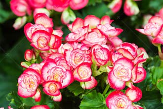 Red and white begonia flower in the garden