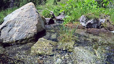 Loop with stream in the mountains. Grass and flowers on the bank of the brook.