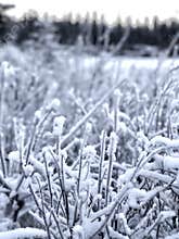 Frost on winter branches