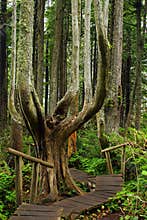 Pacific Northwest, Olympic Peninsula, Boardwalk through Magical Rainforest at Cape Flattery, Washington State, USA