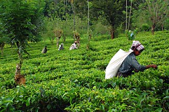 At the Tea Plantation