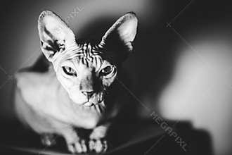 Cat gaze