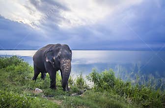 Sri Lankan Elephant in Uda Walawe national park, Sri Lanka