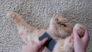 Woman holding persian cat and combing her fur