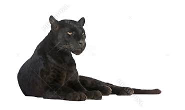 Black Leopard (6 years)