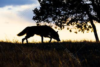 Silhouette of timber wolf hunting