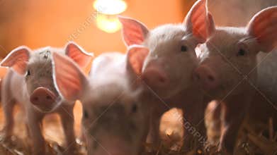 Pigs on livestock farm. Pig farming