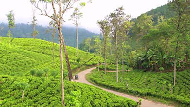 Tuk Tuks on road winding through tea estate, Highlands