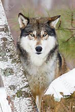 Timber wolf portrait