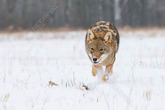 Coyote low angle photograph