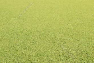 Real green grass background texture
