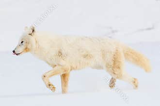 Arctic wolf with tongue out