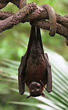Fruit Bat