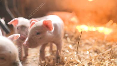 Pigs on livestock farm. Pig farming
