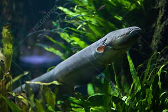 Electric eel Electrophorus electricus.