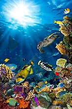 Underwater coral reef landscape