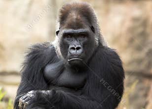 Gorilla