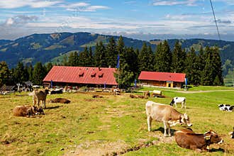 Country life at Bavarian Alp summer season