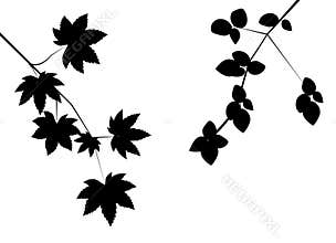 Autumn leaves