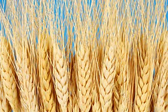 Wheat crop agriculture & farming concept