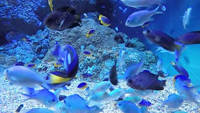 Marine Fish