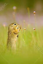 European Ground Squirrel, Spermophilus citellus, sitting in the green grass with pink flower bloom during summer, detail animal po