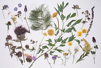 Pressed summer plants