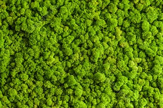 Reindeer moss wall, green wall decoration, lichen Cladonia rangiferina