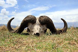 Cape buffalo skull
