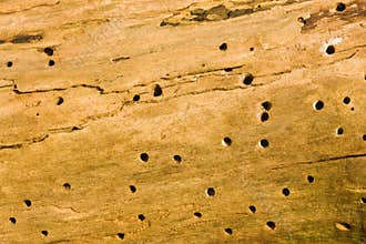 Wood worm holes