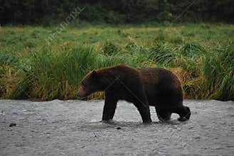 Kodiak Bear/Alaskan Brown Bear