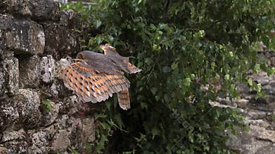 Barn Owl, tyto alba, Adult in Flight, Entering Hole in a Wall of stone, Normandy,