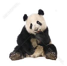 Giant Panda (18 months) - Ailuropoda melanoleuca