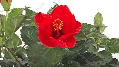 Red Hibiscus, Flower opening
