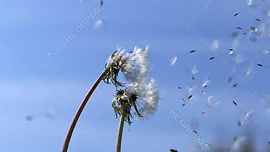 Common Dandelion, taraxacum officinale, seeds from `clocks` being blown and dispersed by wind against blue Sky