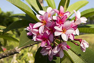 Pink frangipani blooms. Pink opened blossoms flowering on tree.