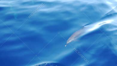Dolphin swimming in the blue water of the Red Sea.