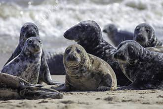Wild Grey seal colony on the beach at Horsey UK