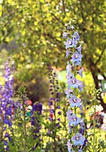 Blue flowers and buds