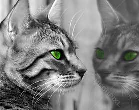 Green Eyed Monster