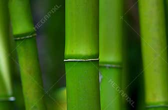 Bamboo