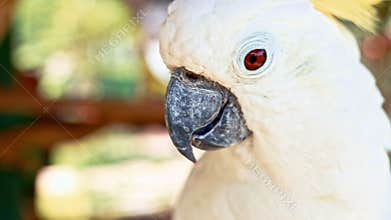 Cockatoo portrait